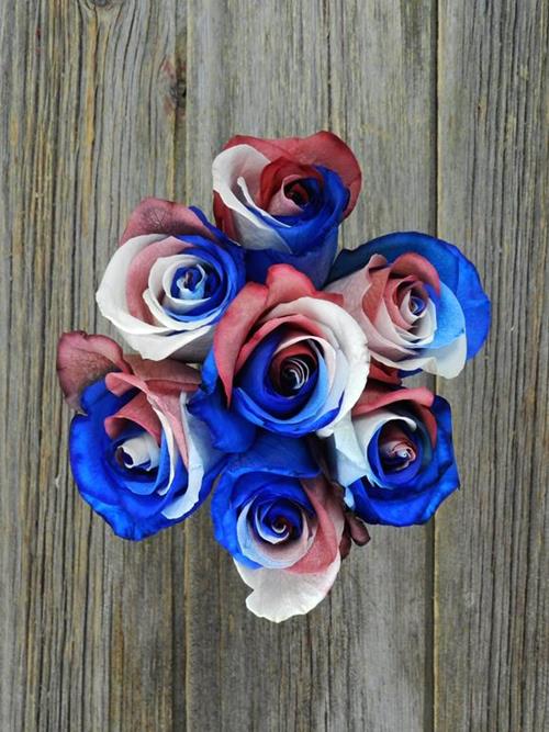 FLAG - RED, WHITE, & BLUE  TINTED COLOR ROSES